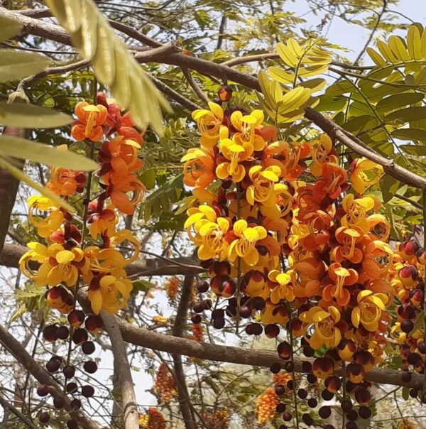 (RARO) CHUVA DE BRONZE (parte da vagem + 6 sementes) -  Cassia moschata