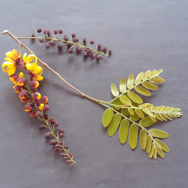 (RARO) CHUVA DE BRONZE (parte da vagem + 6 sementes) -  Cassia moschata - Image 2