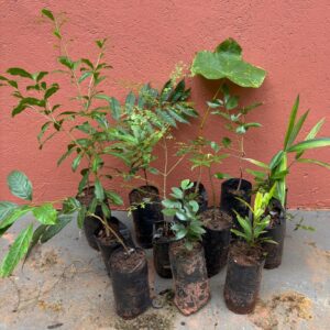 1.000 (mil) Árvores Nativas Brasileiras