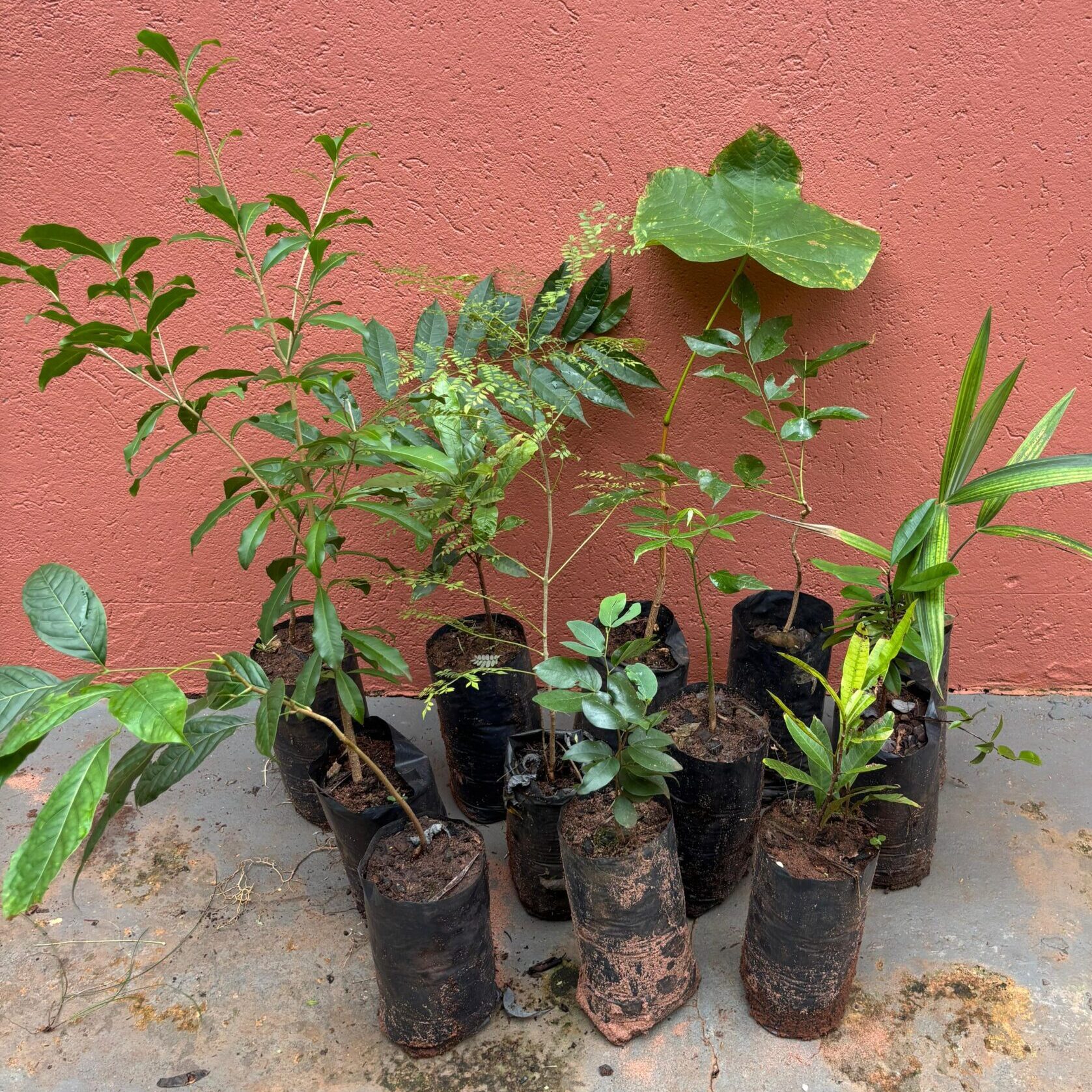 1.000 (mil) Árvores Nativas Brasileiras